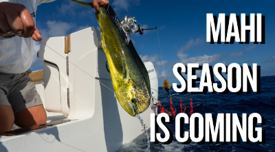 Mahi Season Is Coming to Florida!
